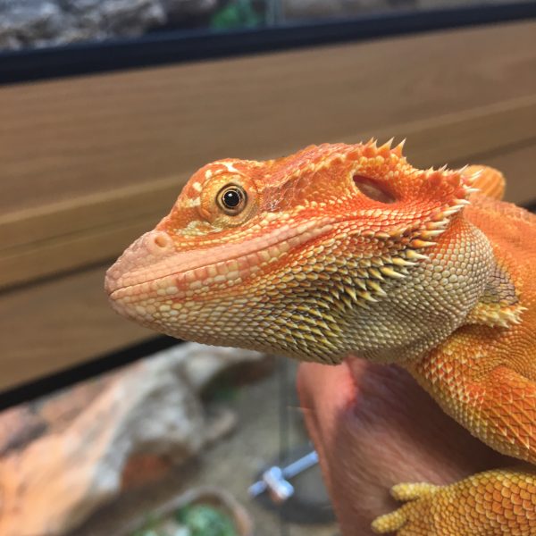 a bearded dragon in a comfortable vivarium