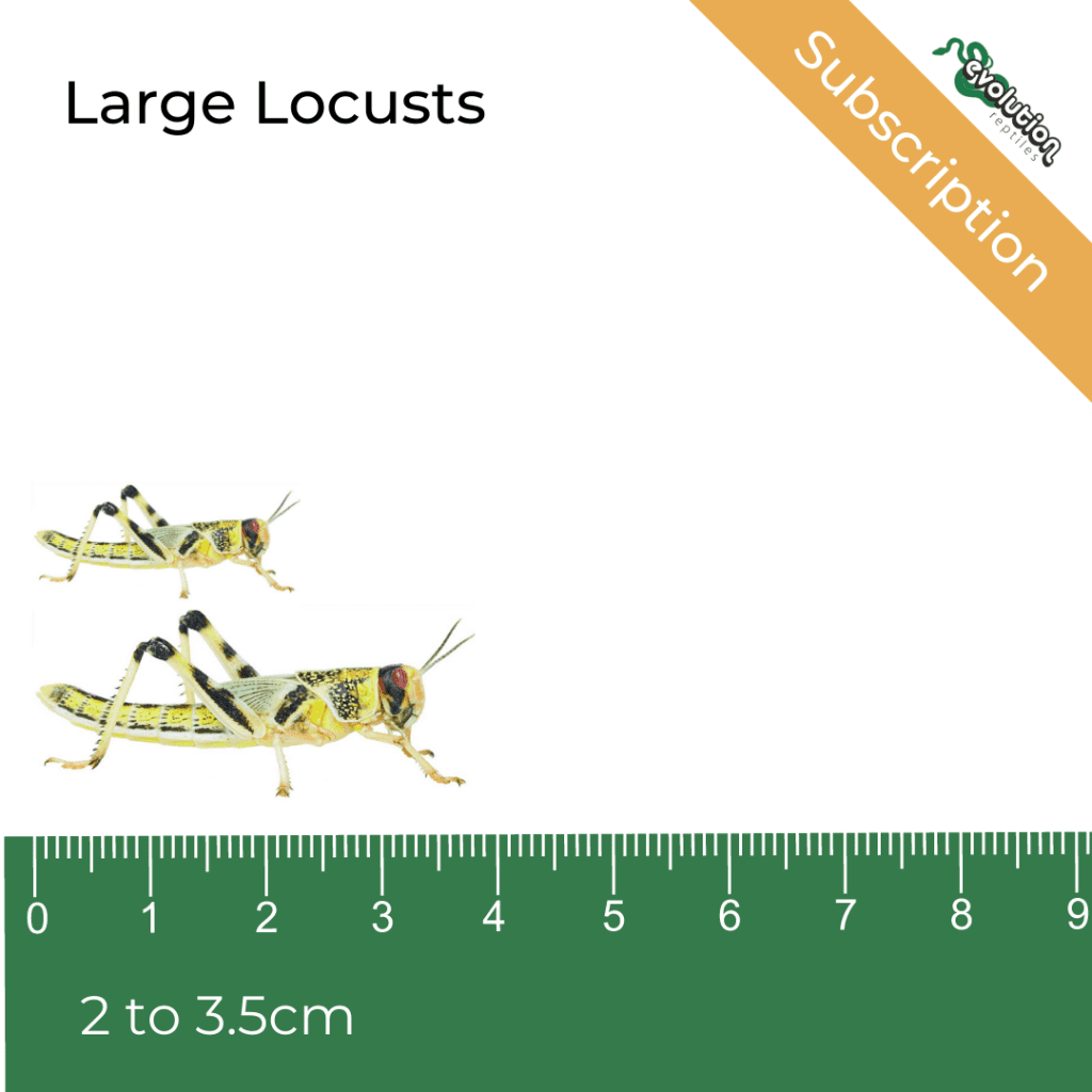 Locust Subscription - Large 20-35mm