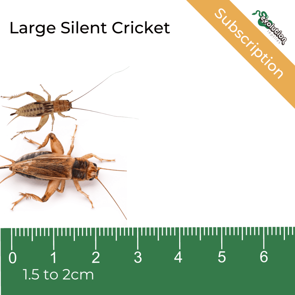 View of Crickets | Reptile Food Subscription | Evolution Reptiles