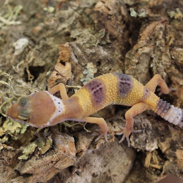 Leopard-Gecko-Hatchling-2-e1475826273307-8.jpg