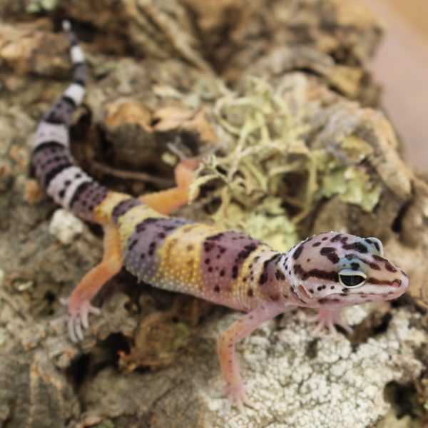 Leopard-Gecko-Hatchling-3-e1475826293697-8.jpg