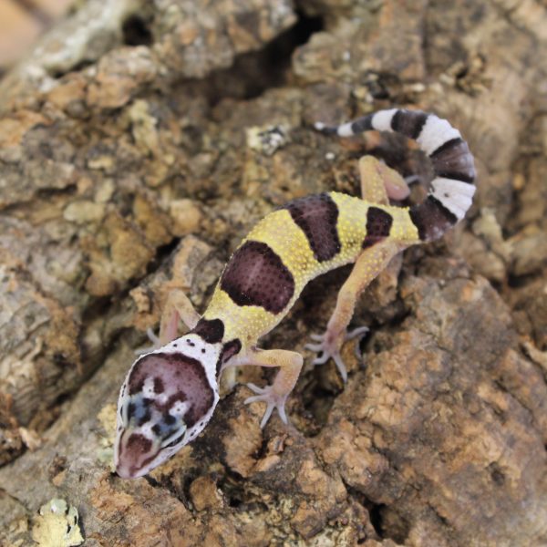 Leopard-Gecko-Hatchling-5-e1475826321131-8.jpg