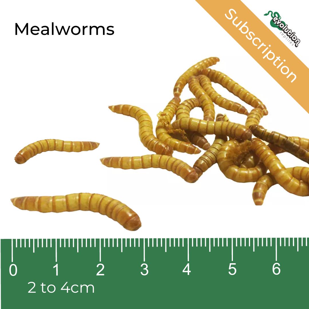 Mealworms - Subscription