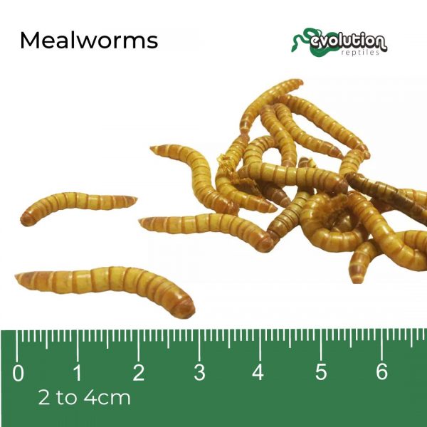 Mealworm + ruler (1)