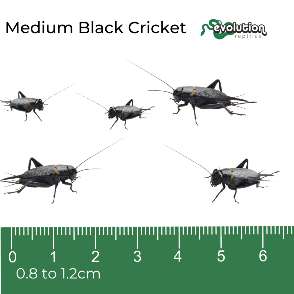 PLT Frozen Hopper Mice 6g+ Pack of 10 Evolution Reptiles