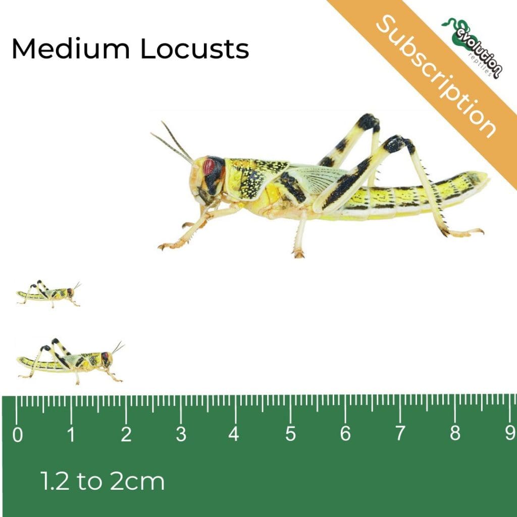Locust Subscription - Medium 12-20mm