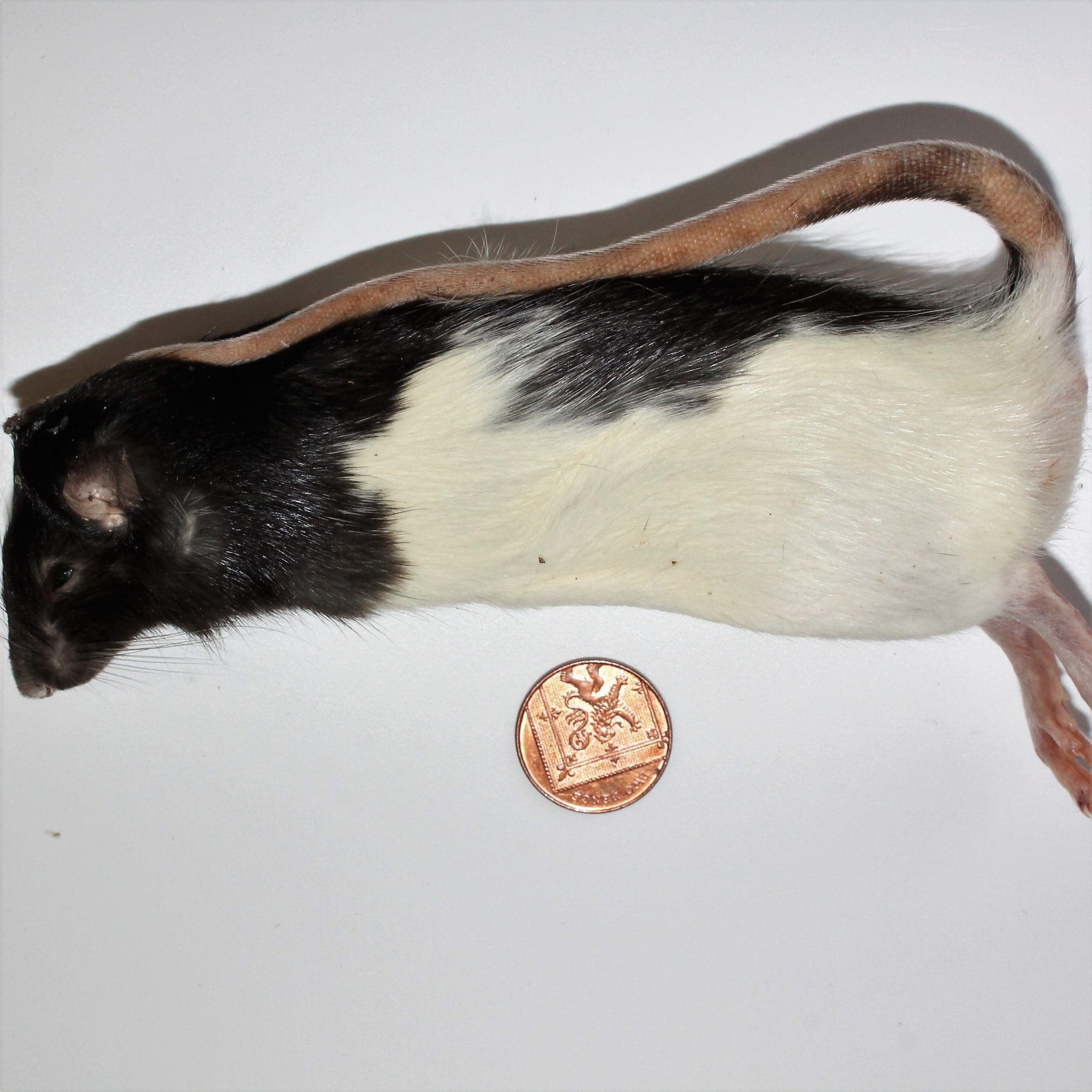 PLT Frozen Rats - XL 300g+ - Pack of 5 | Evolution Reptiles