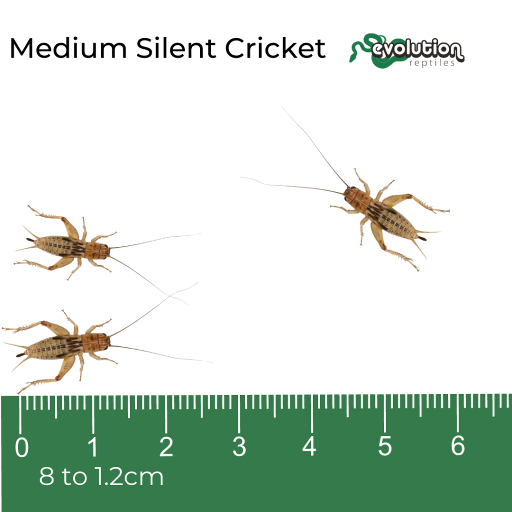 Black Crickets - Micro | Evolution Reptiles