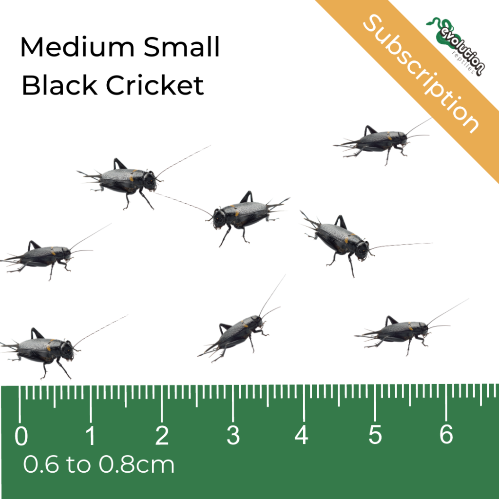 Medium Small Black Crickets Subscription 68mm Evolution Reptiles