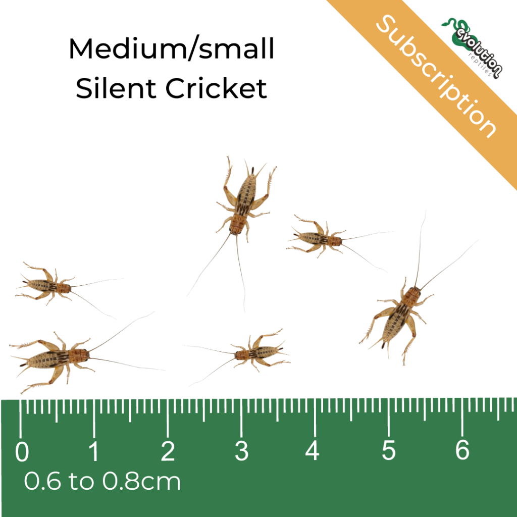 Crickets Reptile Food Subscription Evolution Reptiles