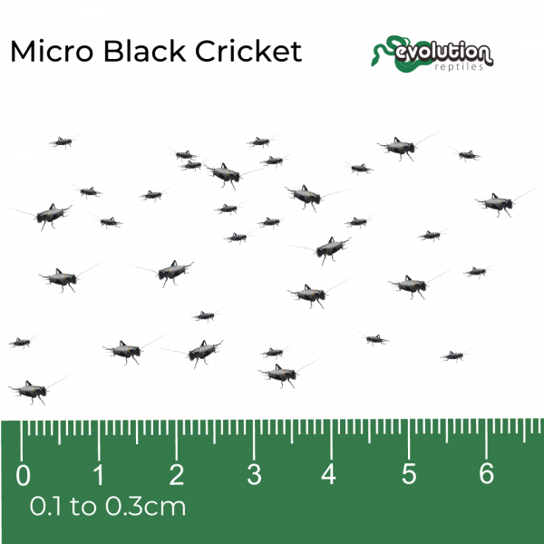 Gryllus bimaculatus Micro black crickets.