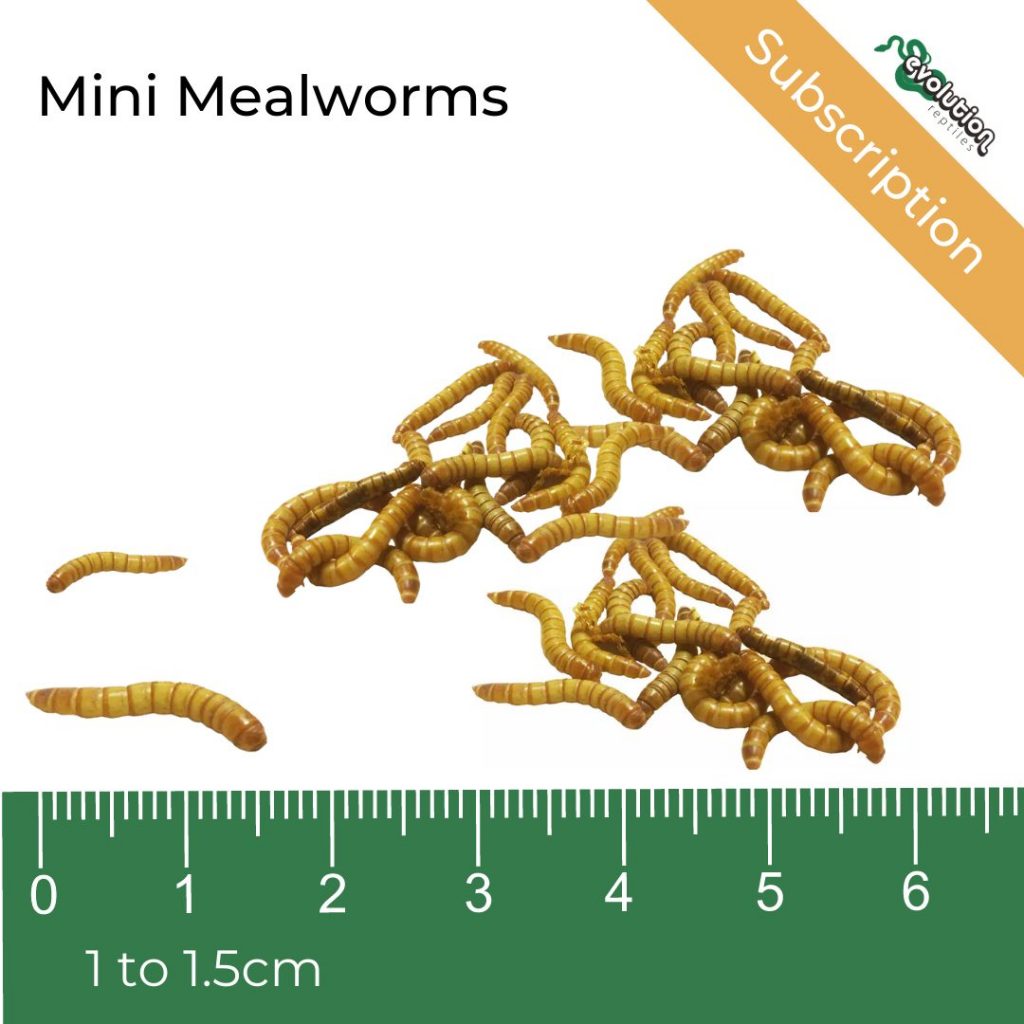 Mealworms Subscriptions Evolution Reptiles