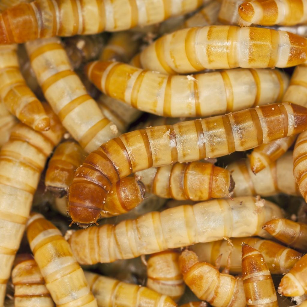 Live Reptile Food | Evolution Reptiles