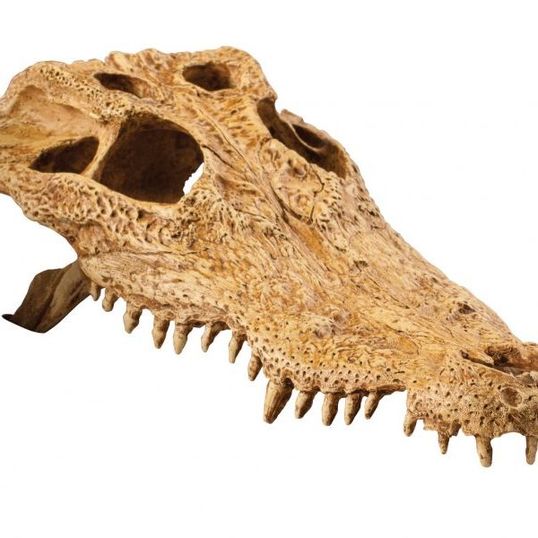 PT2856_Crocodile_Skull-4-e1461507306933-6.jpg