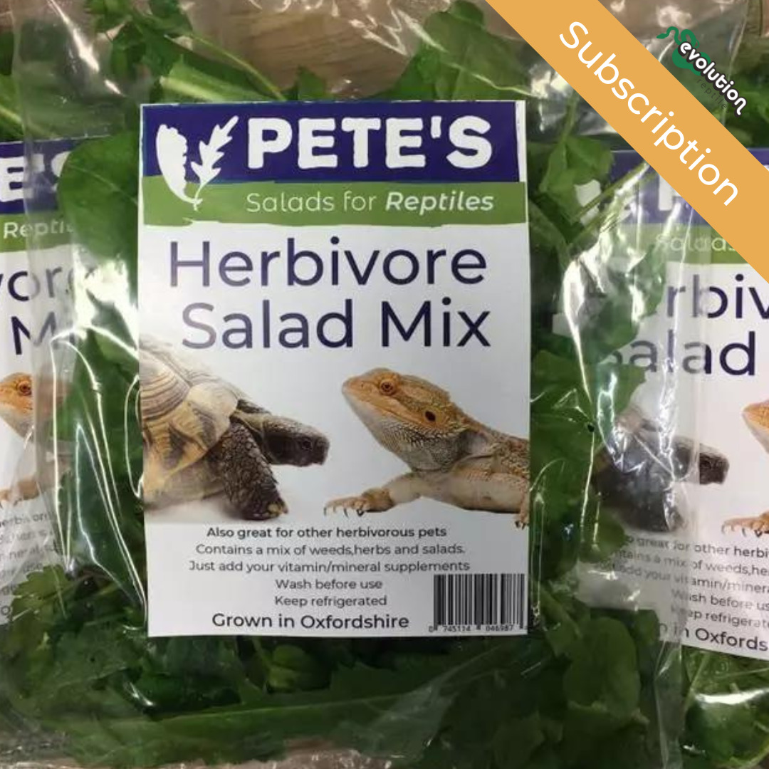 Fresh Salad and Edible Plants Evolution Reptiles