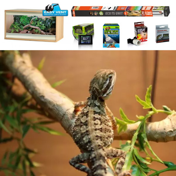 Rankins Dragon Evolution Reptiles Specialist Reptile Shop UK