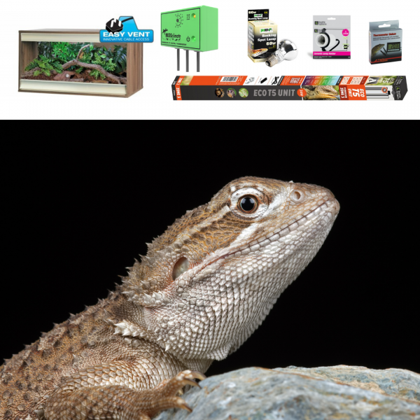 Rankins Dragon Evolution Reptiles Specialist Reptile Shop UK