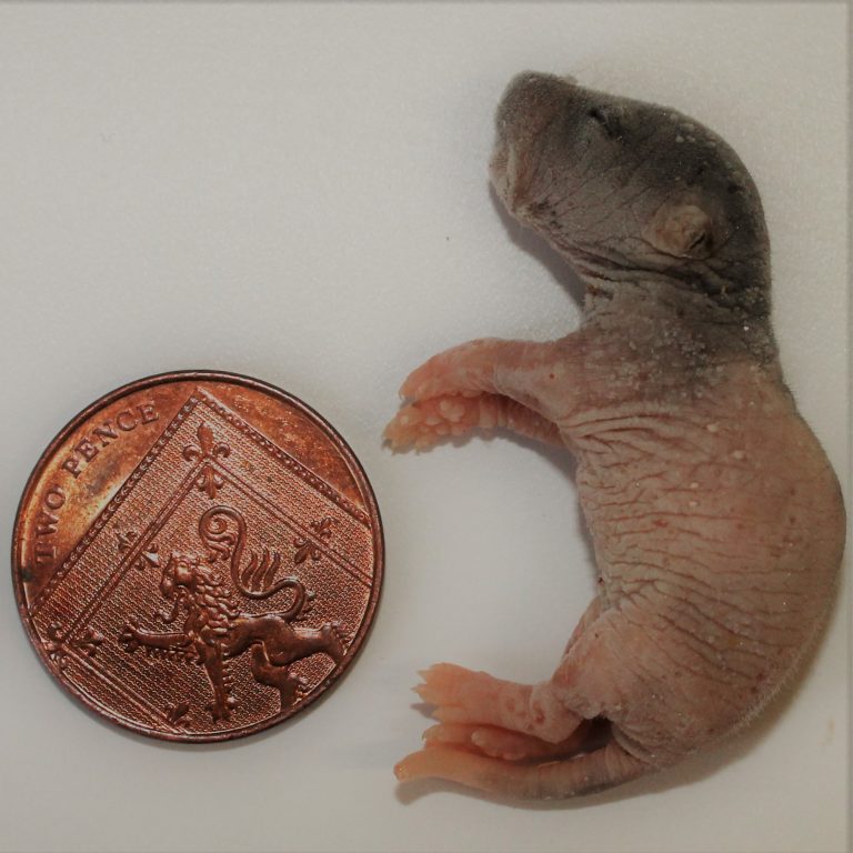 PLT Frozen Rats Pups 4g+ Pack of 10 Evolution Reptiles