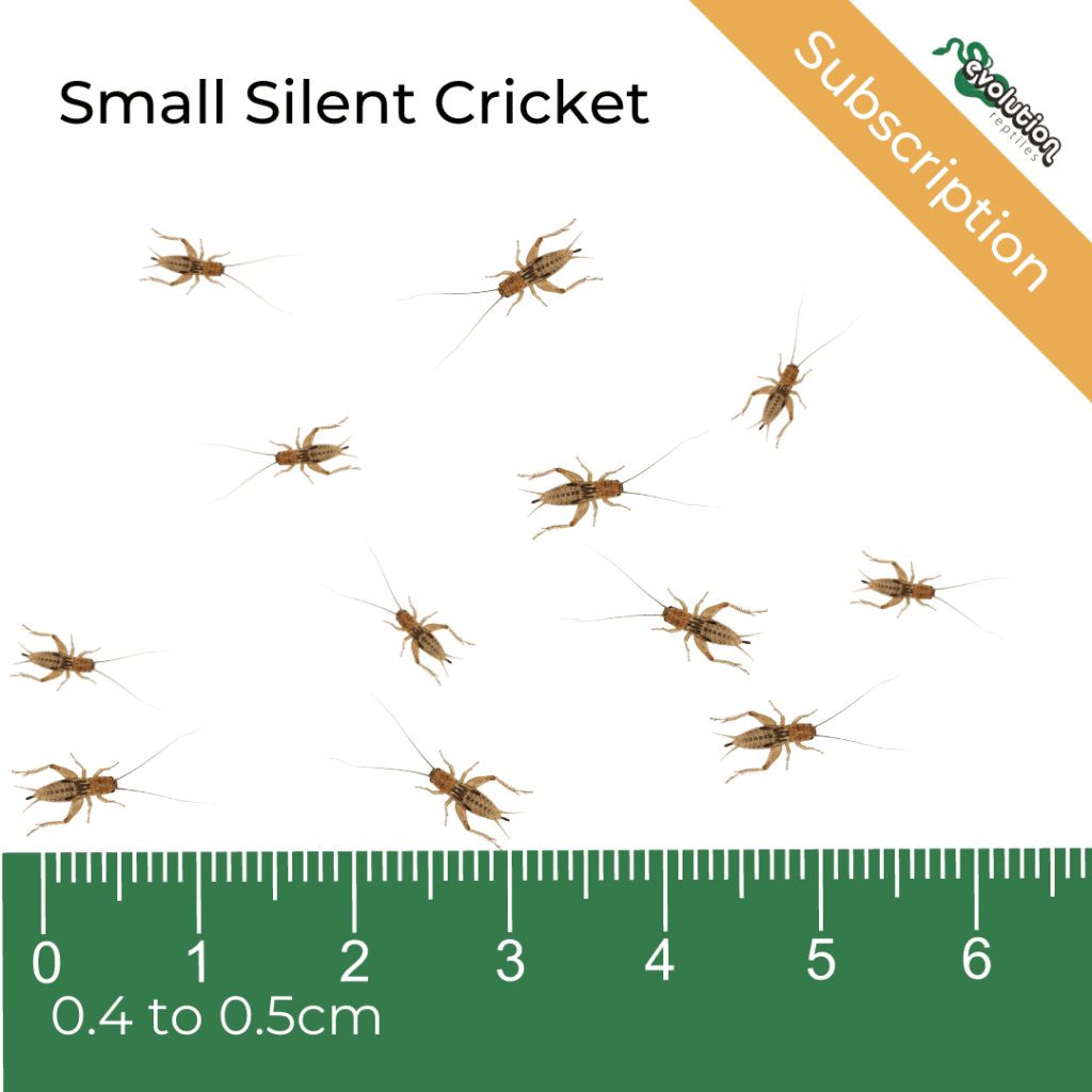 Fresh Look at Small Silent Crickets Subscription 4 5Mm