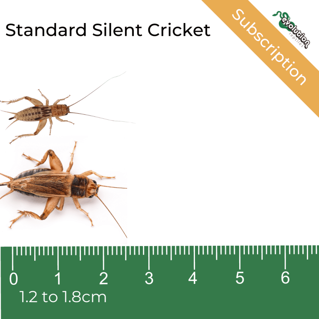 Standard Silent Crickets + ruler