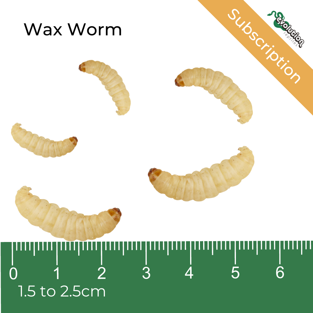 Wax Worms -Subscription, Evolution Reptiles