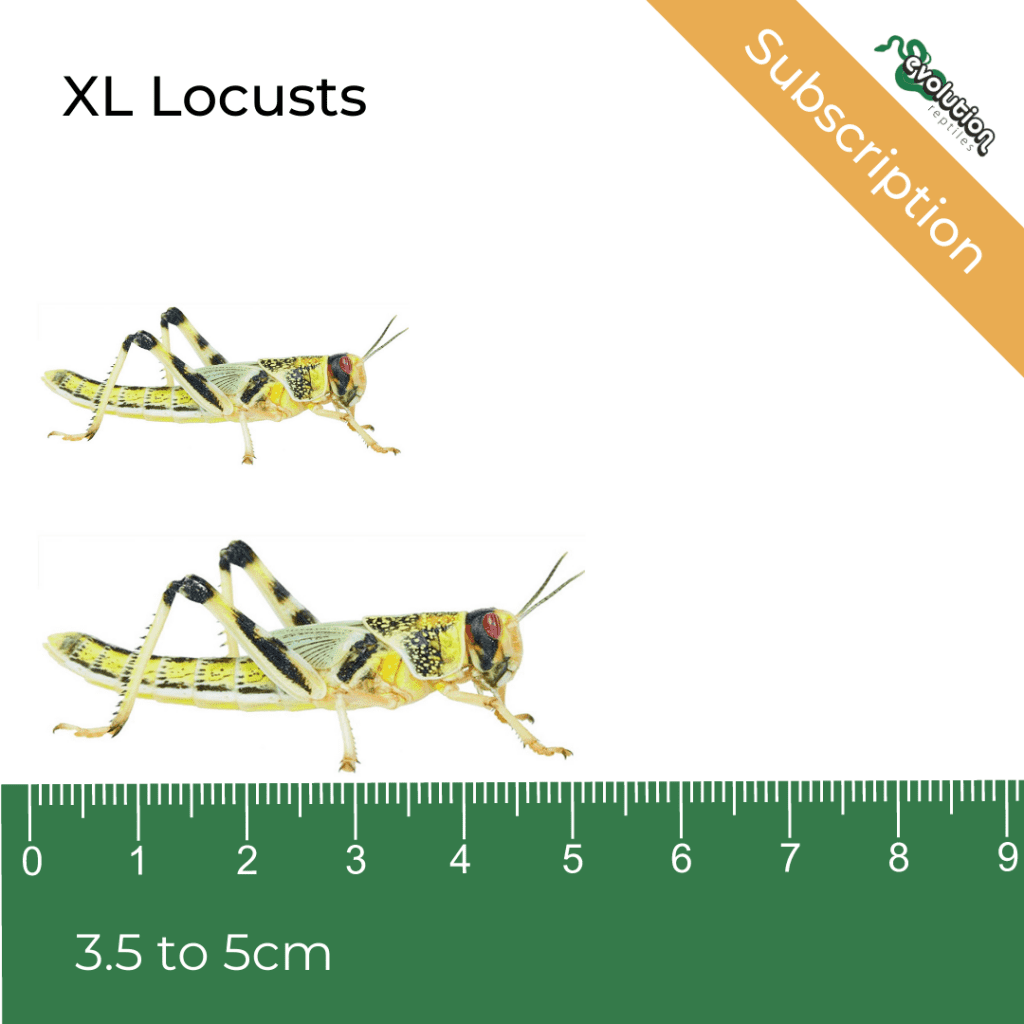 XL Locust + ruler as a size guide