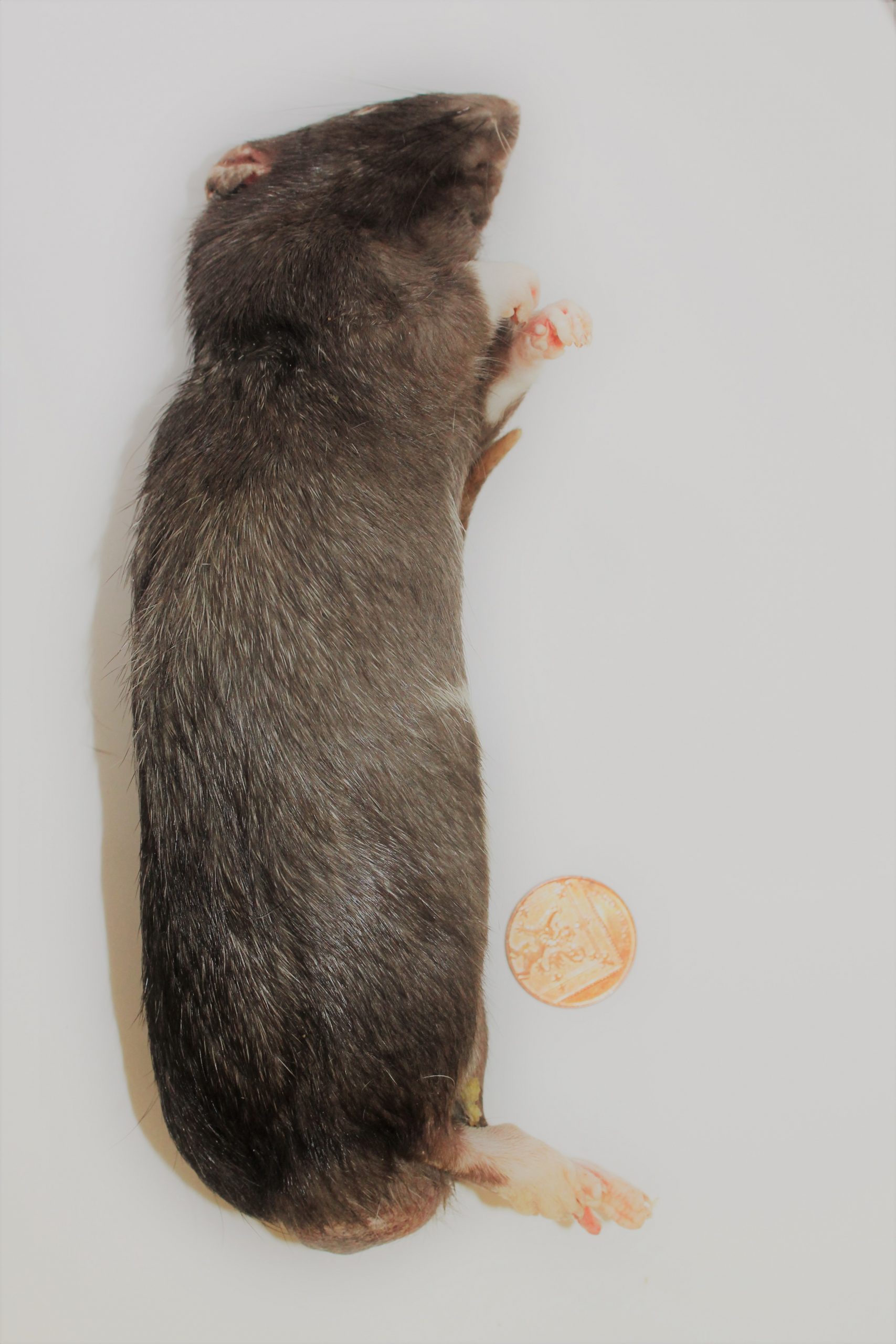 Rat XL Evolution Reptiles