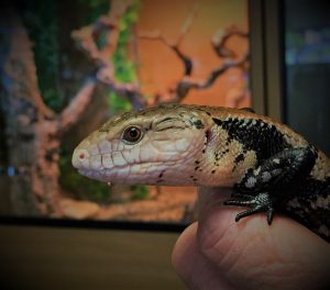 Blue Tongue Skink 2 edited