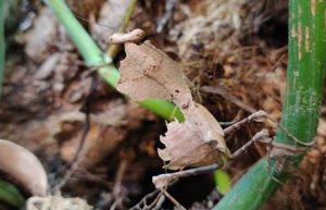 Dead leaf mantis D lobata 5 (2)