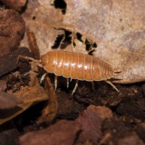 Giant Orange Woodlice