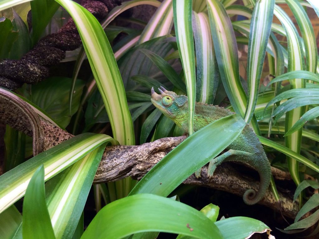 Can I Use A Heat Mat In A Wooden Vivarium at Billy Thomas blog