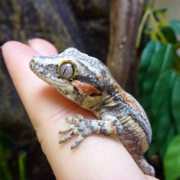 Gecko Species For Every Keeper | Evolution Reptiles