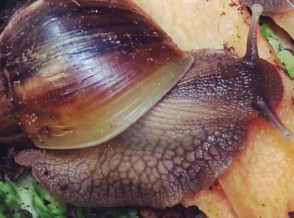 Giant African Land Snails (2)