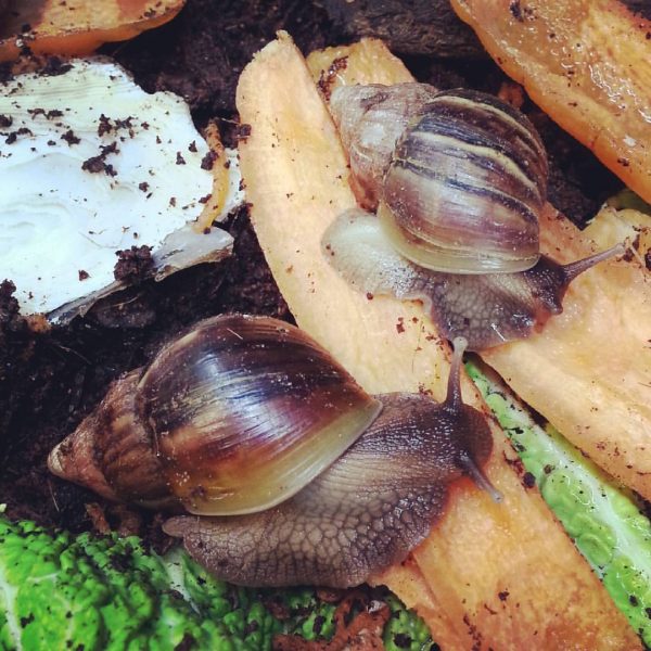 Giant African Land Snails