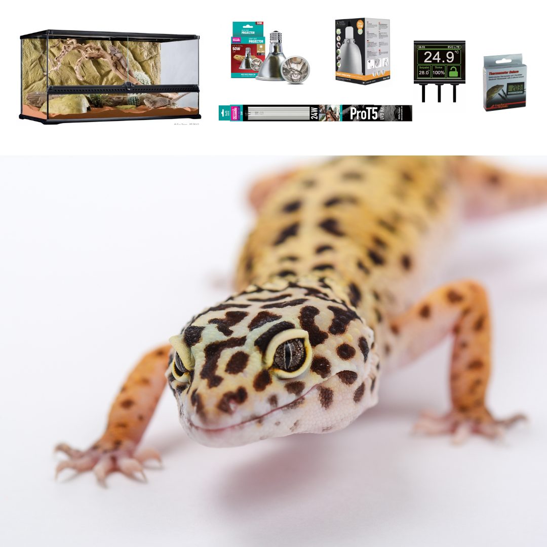 Leopard Gecko Terrarium Set Up Premium Large Evolution Reptiles