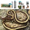 Snake Vivarium Setups | Evolution Reptiles