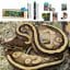 Snake Vivarium Setups | Evolution Reptiles