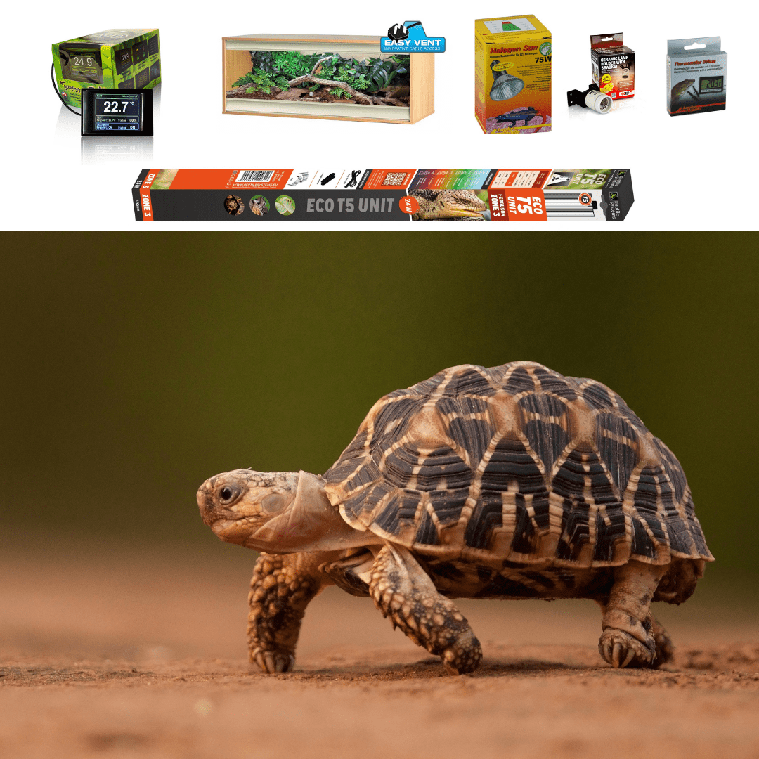 Indian Star Tortoise Set Up Evolution Reptiles