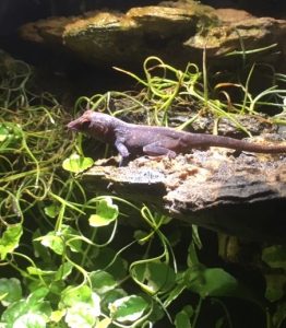 Crested Anole Female