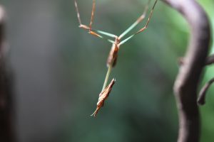 Alien Head Mantis