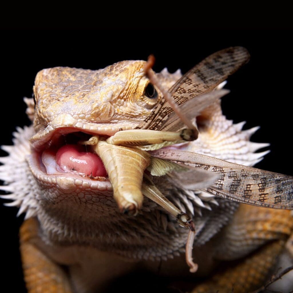 Bearded dragon feeding