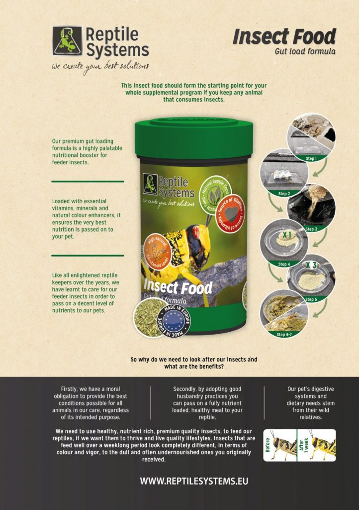 Reptile Systems Insect Food Evolution Reptiles