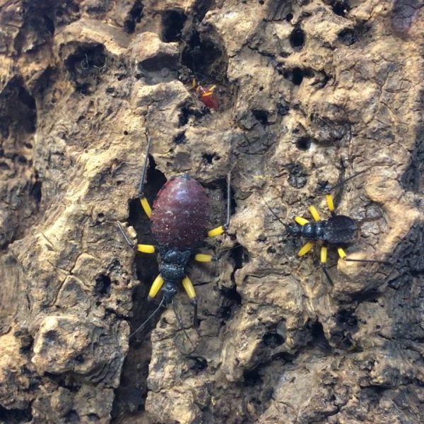 Two Spotted Assassin Bugs