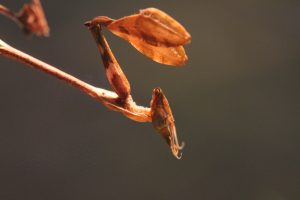 Wandering Violin Mantis