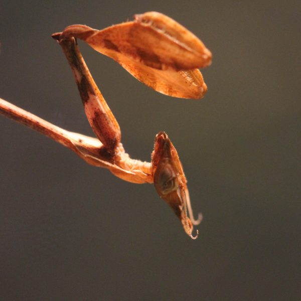 Wandering Violin Mantis