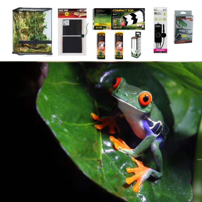 red eyed tree frog habitat