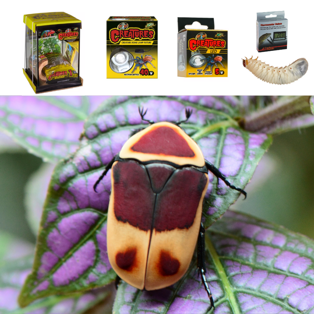 Sun Beetle Terrarium Set Up Evolution Reptiles