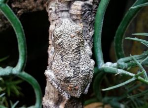 Grey Treefrog