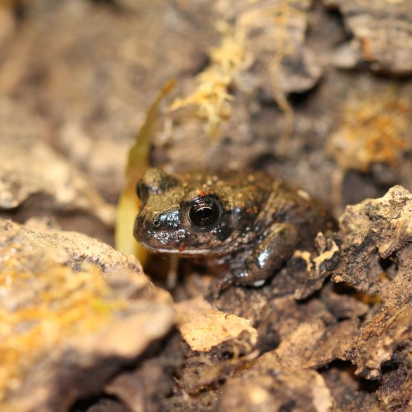 Xinjiang Toad