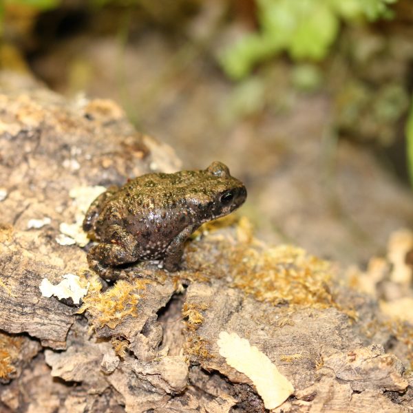 Xinjiang Toad